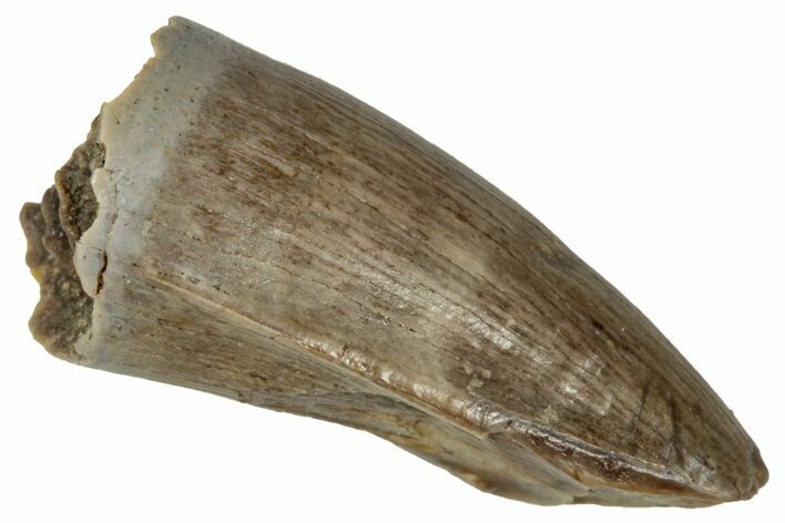 Fossil Tyrannosaur Partial Premax Tooth - Montana #341098